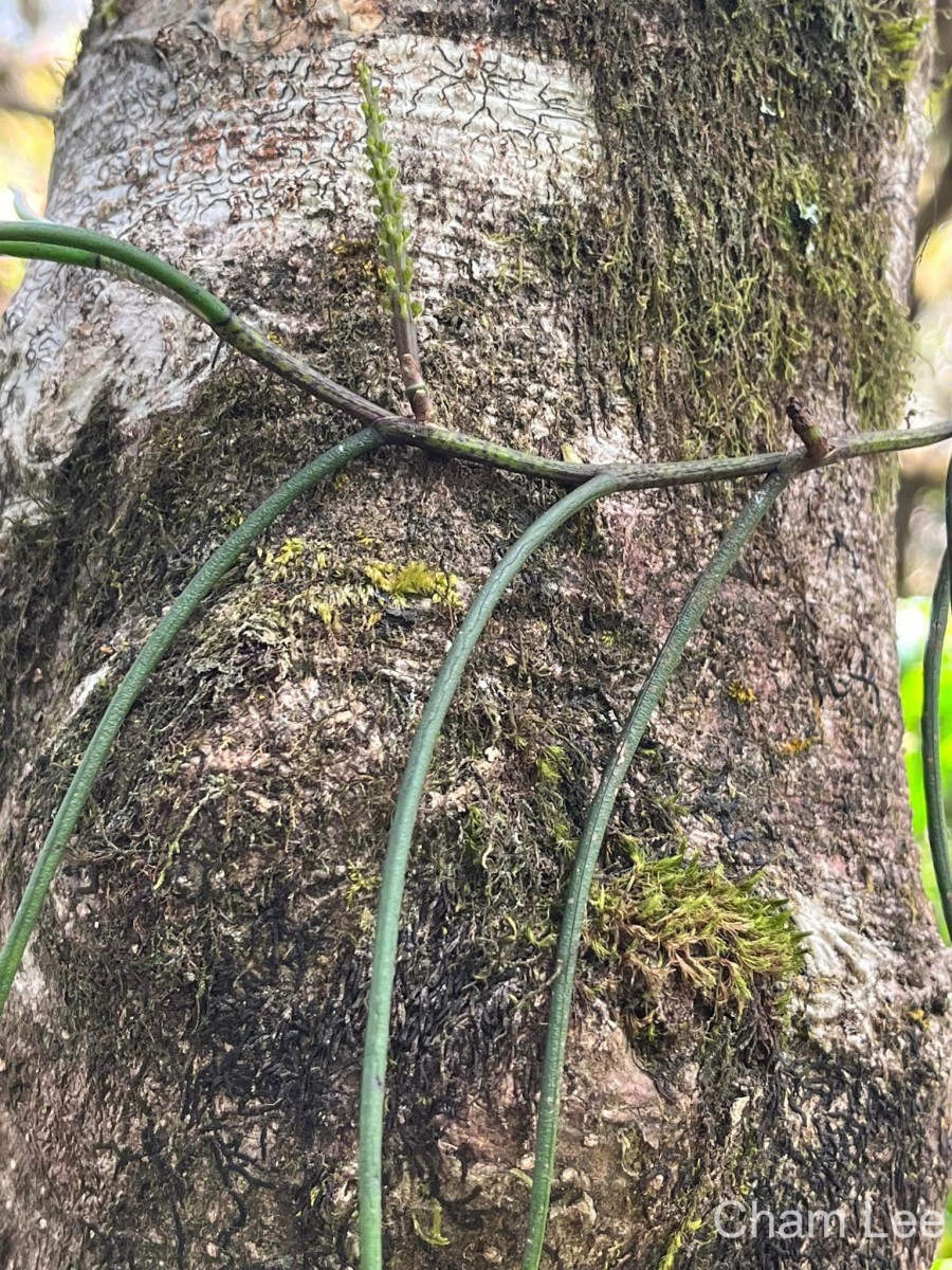 Cleisostomopsis filiformis (Rchb.f.) R.Rice